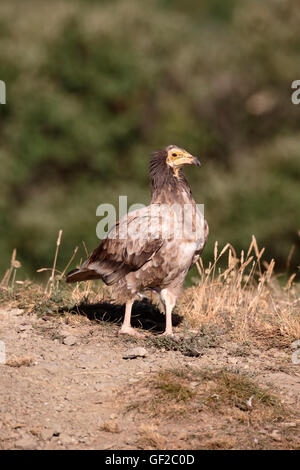 Schmutzgeier, Neophron Percnopterus, unreifen Vogel am Boden, Spanien, Juli 2016 Stockfoto