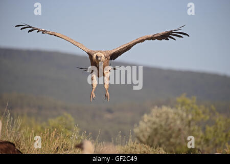 Gänsegeier, abgeschottet Fulvus, einziger Vogel im Flug, Spanien, Juli 2016 Stockfoto