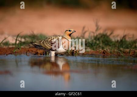 PIN-tailed Sandgrouse Pterocles Alchata, einzelnes Männchen durch Wasser, Spanien, Juli 2016 Stockfoto