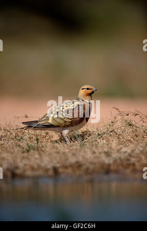 PIN-tailed Sandgrouse Pterocles Alchata, einzelnes Männchen durch Wasser, Spanien, Juli 2016 Stockfoto