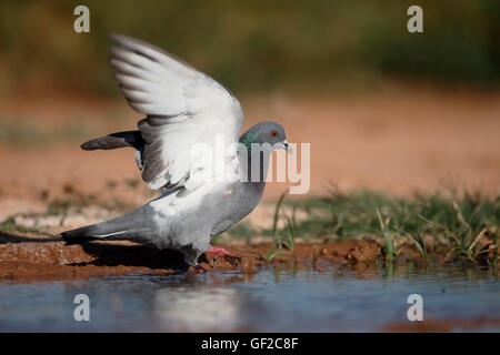 Felsentaube, Columba Livia, einziger Vogel durch Wasser, Spanien, Juli 2016 Stockfoto