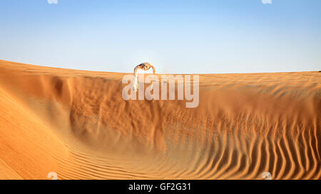 Wüste Uhu fliegt über Dünen von Dubai Desert Conservation Reserve, Vereinigte Arabische Emirate Stockfoto