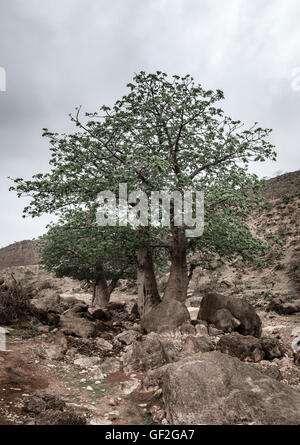 Baobab-Baum wächst in Wadi Hinna in der Nähe von Salalah, Oman Stockfoto