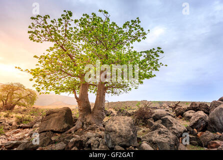 Baobab-Baum wächst in Wadi Hinna in der Nähe von Salalah, Oman Stockfoto