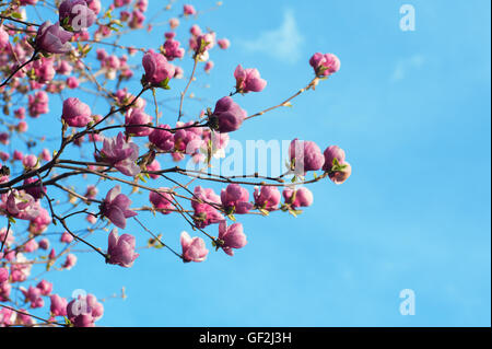 Spring Branch mit rosa Blüten von apple Stockfoto