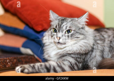 Porträt einer norwegischen Katze Stockfoto