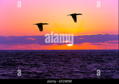 Silhouetten der Vögel fliegen ist zwei Vögel fliegen gegen einen lebendigen bunten Sonnenuntergang Himmel Silhouette. Stockfoto