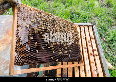 Offenen Bienenstock Detail. Imkerei, Landwirtschaft, Landleben. Stockfoto