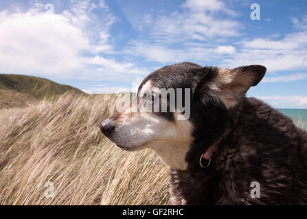 Dreifarbige Huntaway Schäferhund unter Düne Gräser am Pouawa Strand, Gisborne, Ostküste, Nordinsel, Neuseeland Stockfoto