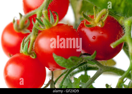 Cherry Zwerg Tomaten am Zweig, Tomate Stockfoto