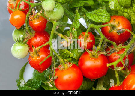 Cherry Zwerg Tomaten am Zweig, Tomate Stockfoto