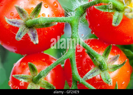 Tomate aus Kirschzwerg mit Weintomaten Stockfoto