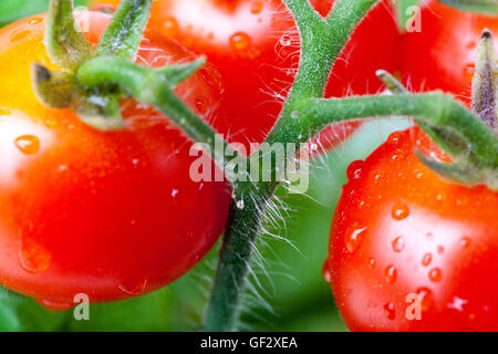 Cherry Tomatoes close up Rebe Solanum lycopersicum saftige Früchte Stockfoto