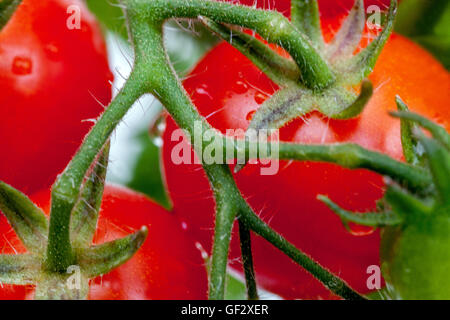 Cherry Zwerg Tomaten am Zweig, Tomate Stockfoto