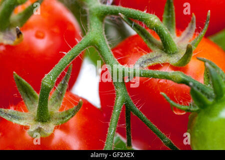 Cherry Zwerg Tomaten am Zweig, Tomate Stockfoto