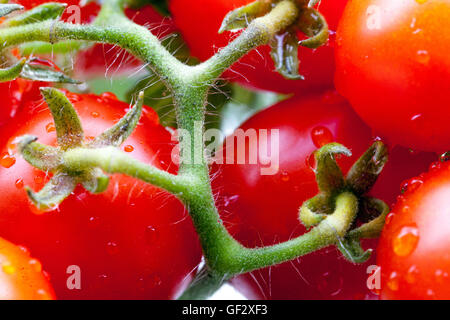 Kirschzwergtomaten auf Ast, Tomaten reifen Stockfoto