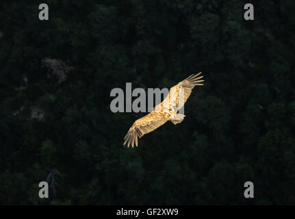 Gänsegeier im schönen Abendlicht in Bewegung der Fliege Stockfoto