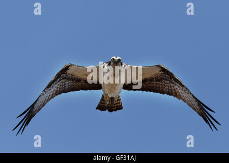 Ein Fischadler Pandion Haliaetus, schwingt sich über Long Island, New York. Foto von Trevor Collens Stockfoto