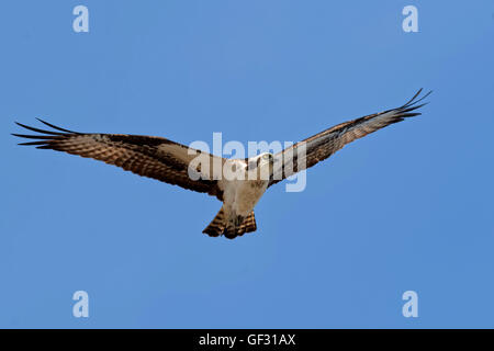 Ein Fischadler Pandion Haliaetus, schwingt sich über Long Island, New York. Foto von Trevor Collens Stockfoto