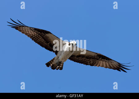 Ein Fischadler Pandion Haliaetus, schwingt sich über Long Island, New York. Foto von Trevor Collens Stockfoto