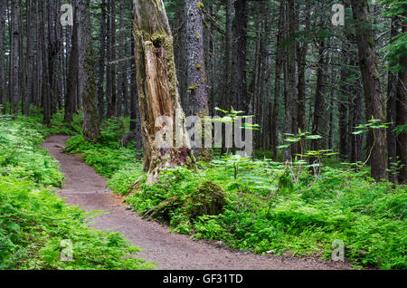 Die Gewinner Creek Trail in Girdwood Alaska windet sich durch einen herrlichen subtropischen Regenwald.  Ein devil's Club fängt die Licht ne Stockfoto