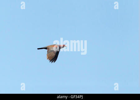 Rot-billed Taube Patagioenas Flavirostris San Blas, Nayarit, Mexiko 7 Juni Erwachsenen während des Fluges.      ONCFS Stockfoto