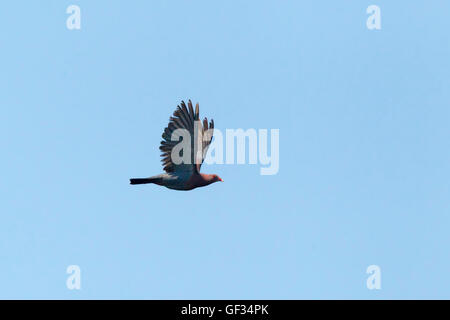 Rot-billed Taube Patagioenas Flavirostris San Blas, Nayarit, Mexiko 7 Juni Adult ONCFS Stockfoto