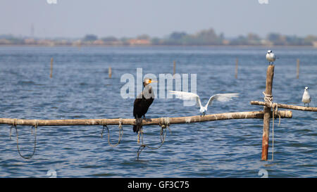 Hautnah auf Palisade Kormoran steht. Vogelbeobachtungen von "Delta del Po", Italien Stockfoto