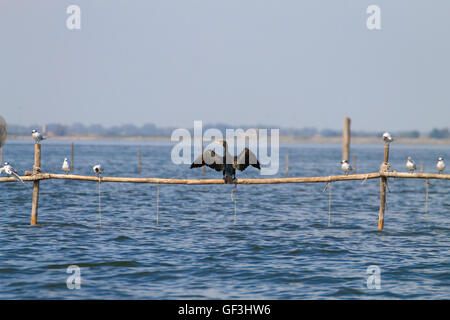 Hautnah auf Palisade Kormoran steht. Vogelbeobachtungen von "Delta del Po", Italien Stockfoto