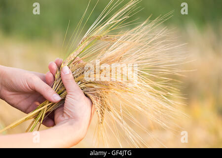 Weizen-Ohren-Gerste in der Hand. Ernte-Landwirtschaft-Sommer-Konzept. Frau Hand mit goldenem Getreide. Stockfoto