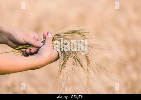 Weizen-Ohren-Gerste in der Hand. Ernte-Landwirtschaft-Sommer-Konzept. Frau Hand mit goldenem Getreide. Stockfoto