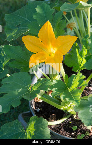 Cucurbita Pepo. Zucchini Pflanzen blühen in einer Metall-Wanne beleuchtet von Morgensonne. UK Stockfoto