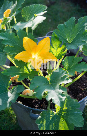 Cucurbita Pepo. Zucchini Pflanzen blühen in einer Metall-Wanne beleuchtet von Morgensonne. UK Stockfoto