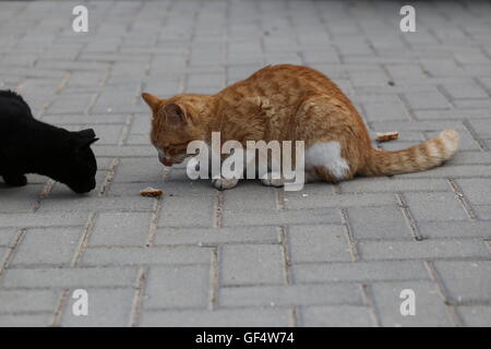 Katzen sammelt in der Nähe von Essen. Ginger cat und schwarze Katze will ein Stück Brot auf den Bürgersteig zu essen. Zwei hungrige Katzen sammelt in der Nähe der Straße ein Stück Brot. Stockfoto
