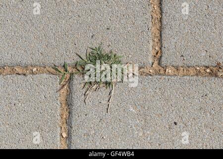 Gras wachsen zwischen den Pflastersteinen. Gras spähen durch die pflastersteine Räume. Symbol der Natur im städtischen Umfeld. Stockfoto