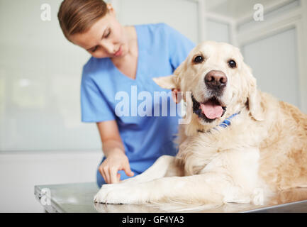 Checkup in Tierarzt Kliniken Stockfoto