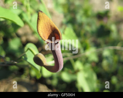 Wilde Blume Pods auf Kannenpflanze Unkraut auf Land in Alora, Andalusien Stockfoto