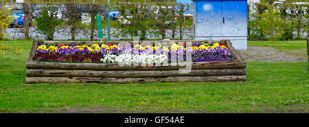 Bereich der weiße, violette, gelbe und rote Stiefmütterchen Stockfoto