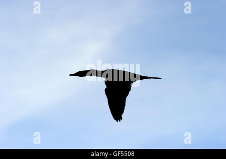 Vogel-Silhouette ist eine detaillierte Nahaufnahme von ein schöner Vogel im Flug gefangen genommen, wie er seine Flügel in einer Abwärtsbewegung stößt. Stockfoto