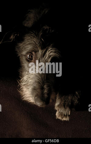 Lowkey-Porträt von einem Scottish Deerhound Stockfoto