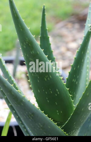 Nahaufnahme von frischen Aloe Vera Pflanze, medizinische Pflanze wächst in einem Topf Stockfoto