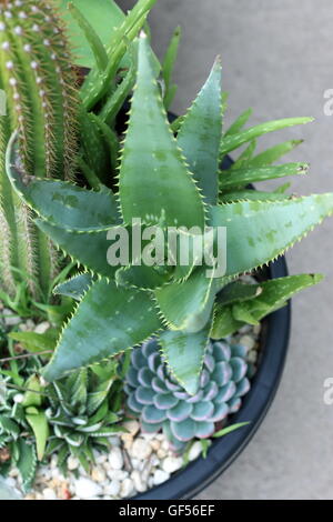 Nahaufnahme von frischen Aloe Vera Pflanze, medizinische Pflanze wächst in einem Topf Stockfoto