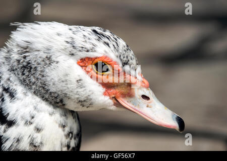 Budva, Montenegro - Porträt einer Barbarie-Ente (Cairina Moschata) Stockfoto