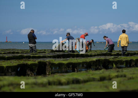 Austern gezüchtet im Royal Bay Grouville, Jersey, Kanalinseln Stockfoto