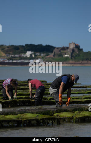 Austern gezüchtet im Royal Bay Grouville, Jersey, Kanalinseln Stockfoto