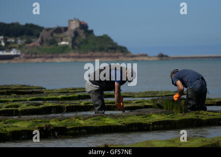 Austern gezüchtet im Royal Bay Grouville, Jersey, Kanalinseln Stockfoto