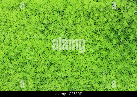 grüne Torfmoos oder Sphagnum-Moos Stockfoto