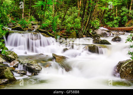 Kaskaden auf dem Alaun-Höhle-Trail in den Smoky Mountains von Tennessee, USA. Stockfoto