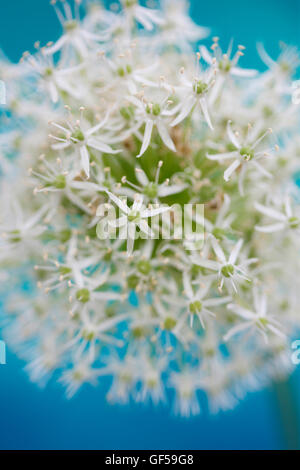 romantische Mount Everest Allium auf blauem weichem zeitgemäß Jane Ann Butler Fotografie JABP1091 Stockfoto