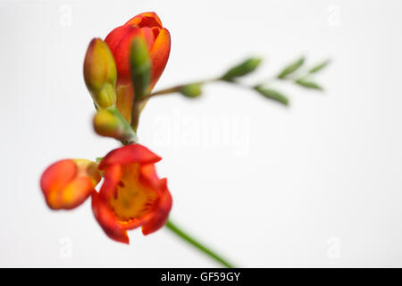 sanften roten Freesie Stamm so süß wie sein Duft Jane Ann Butler Fotografie JABP1475 Stockfoto